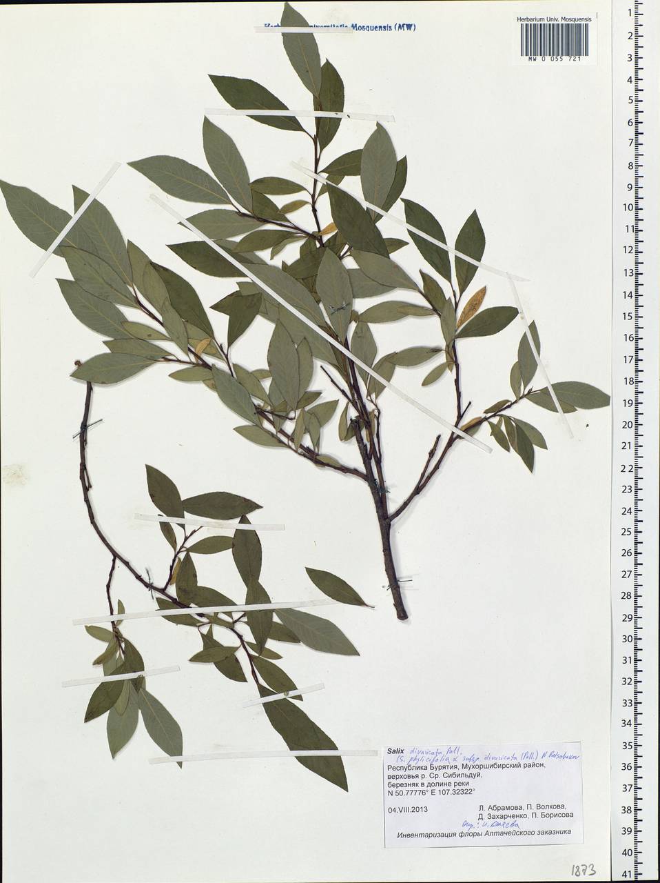 Salix divaricata Pall., Siberia, Baikal & Transbaikal region (S4) (Russia)