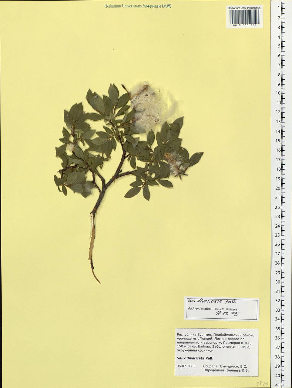 Salix divaricata Pall., Siberia, Baikal & Transbaikal region (S4) (Russia)