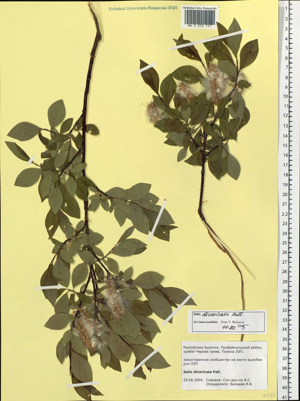 Salix divaricata Pall., Siberia, Baikal & Transbaikal region (S4) (Russia)