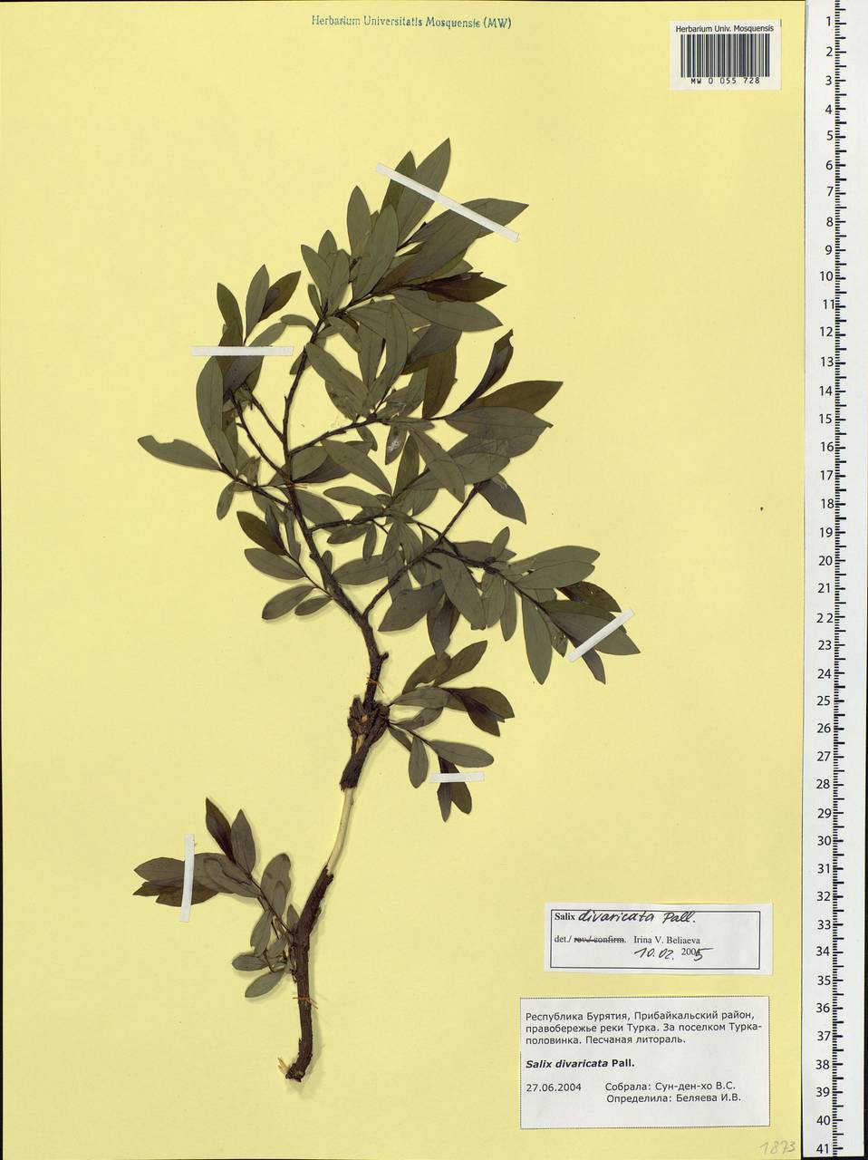 Salix divaricata Pall., Siberia, Baikal & Transbaikal region (S4) (Russia)