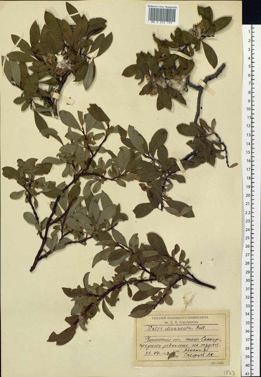 Salix divaricata Pall., Siberia, Baikal & Transbaikal region (S4) (Russia)