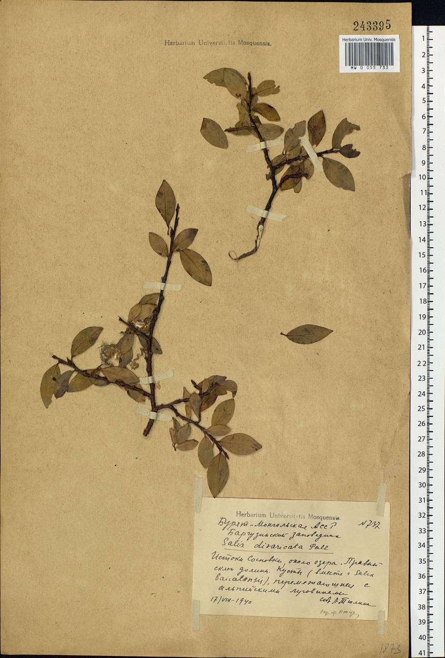 Salix divaricata Pall., Siberia, Baikal & Transbaikal region (S4) (Russia)