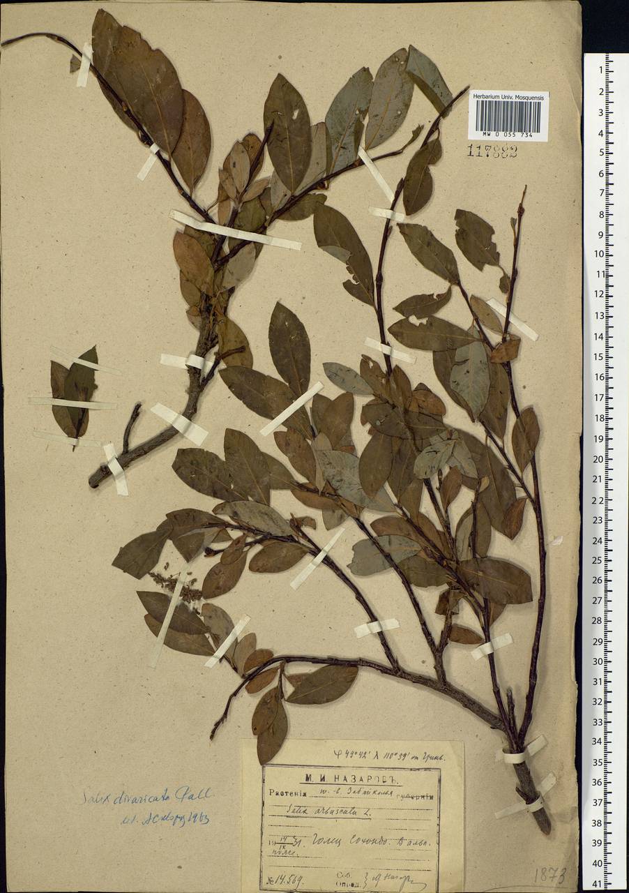 Salix divaricata Pall., Siberia, Baikal & Transbaikal region (S4) (Russia)