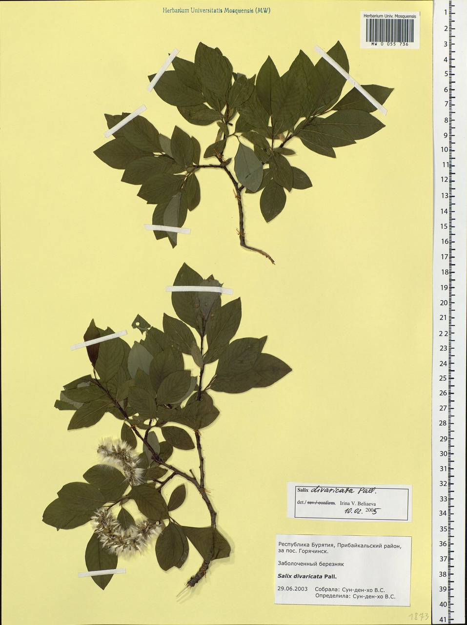 Salix divaricata Pall., Siberia, Baikal & Transbaikal region (S4) (Russia)