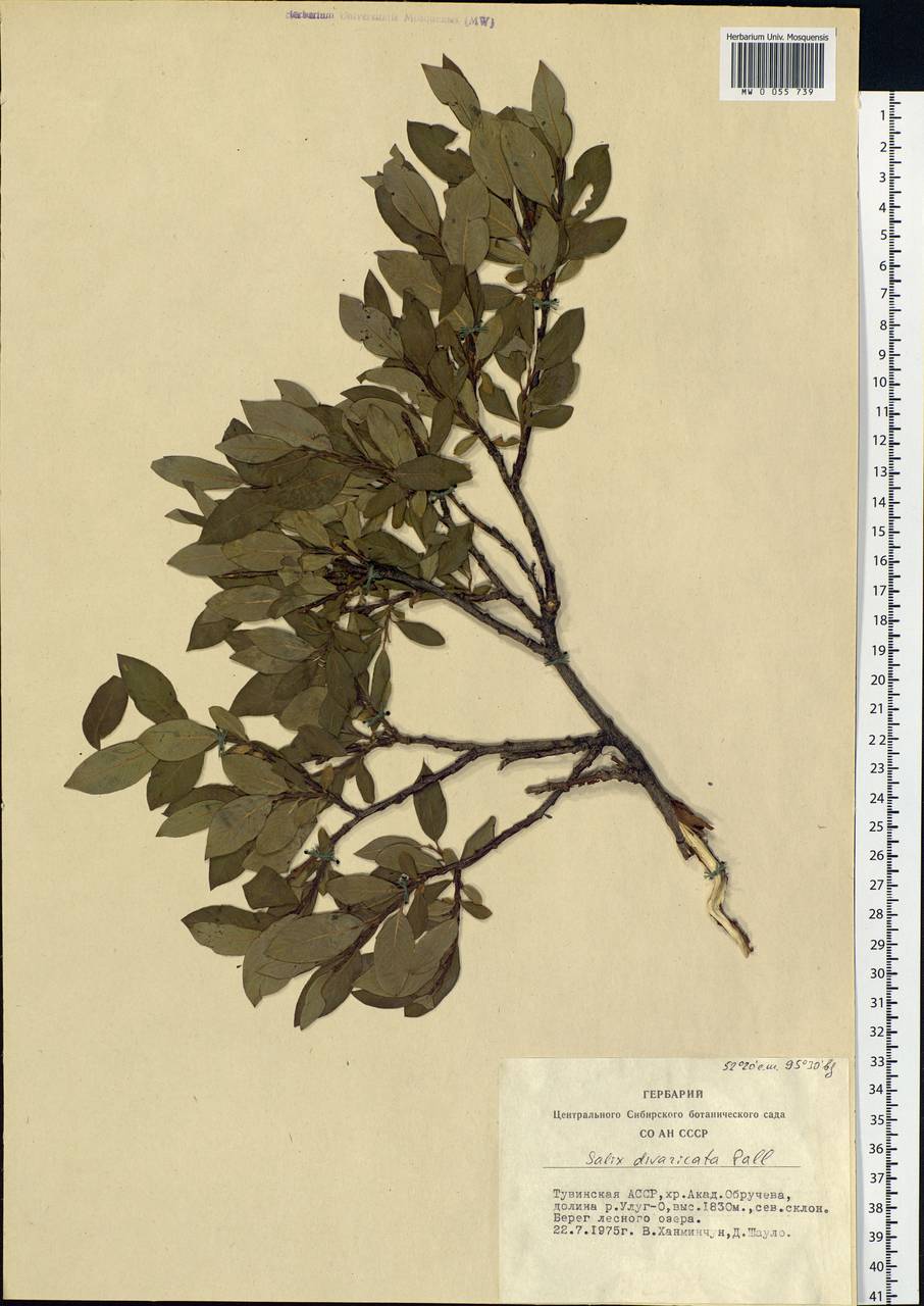 Salix divaricata Pall., Siberia, Altai & Sayany Mountains (S2) (Russia)