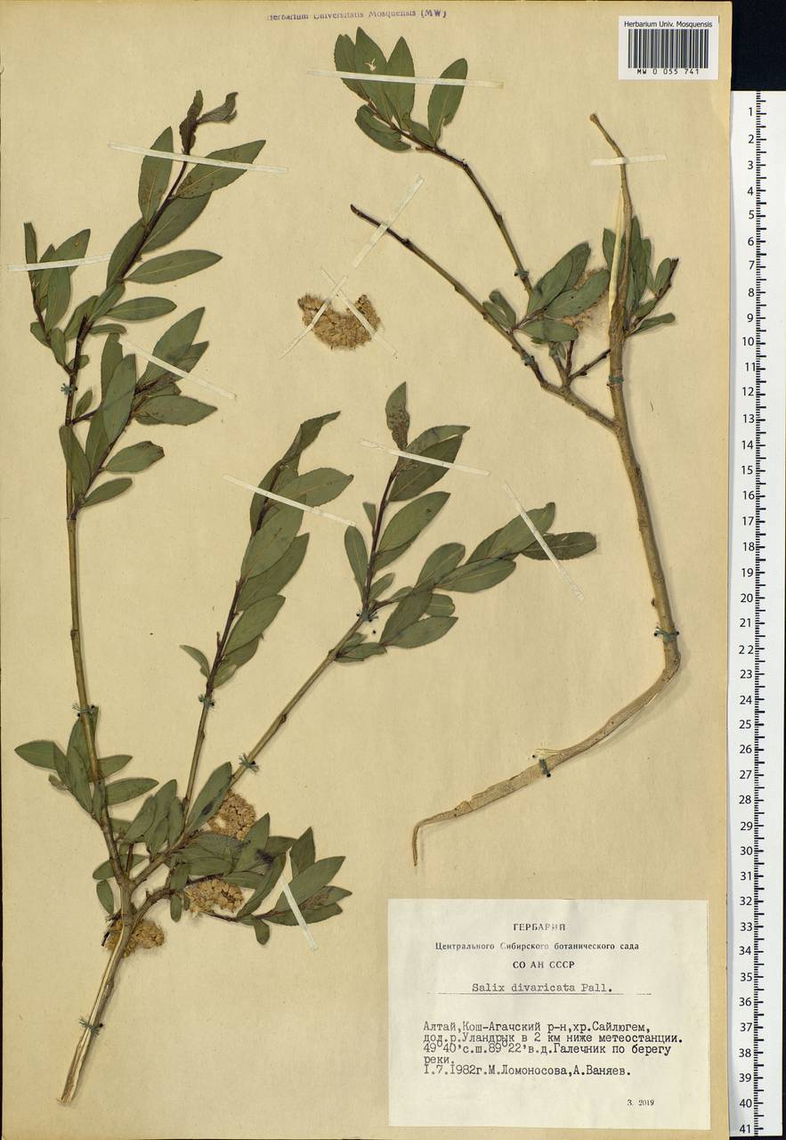 Salix divaricata Pall., Siberia, Altai & Sayany Mountains (S2) (Russia)