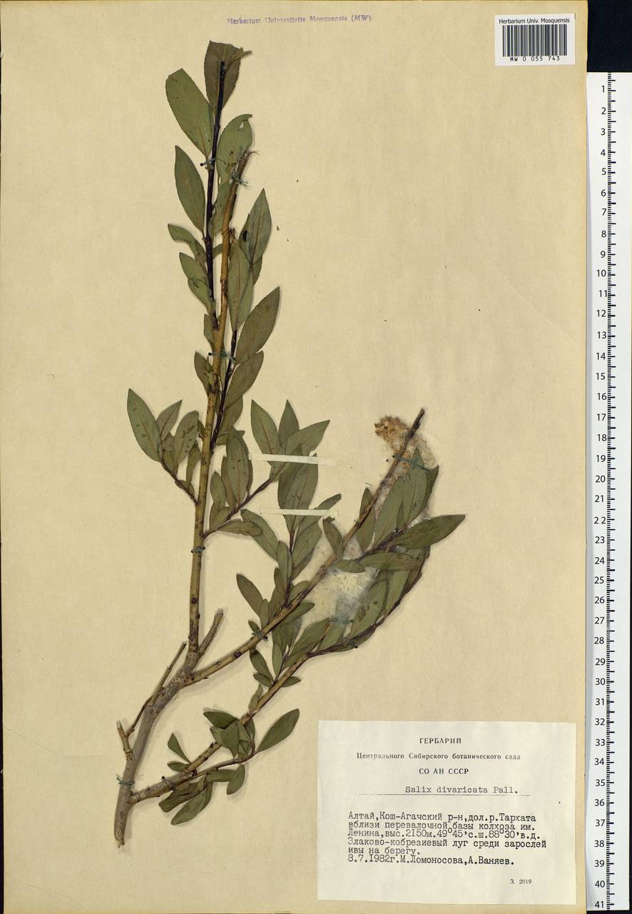 Salix divaricata Pall., Siberia, Altai & Sayany Mountains (S2) (Russia)