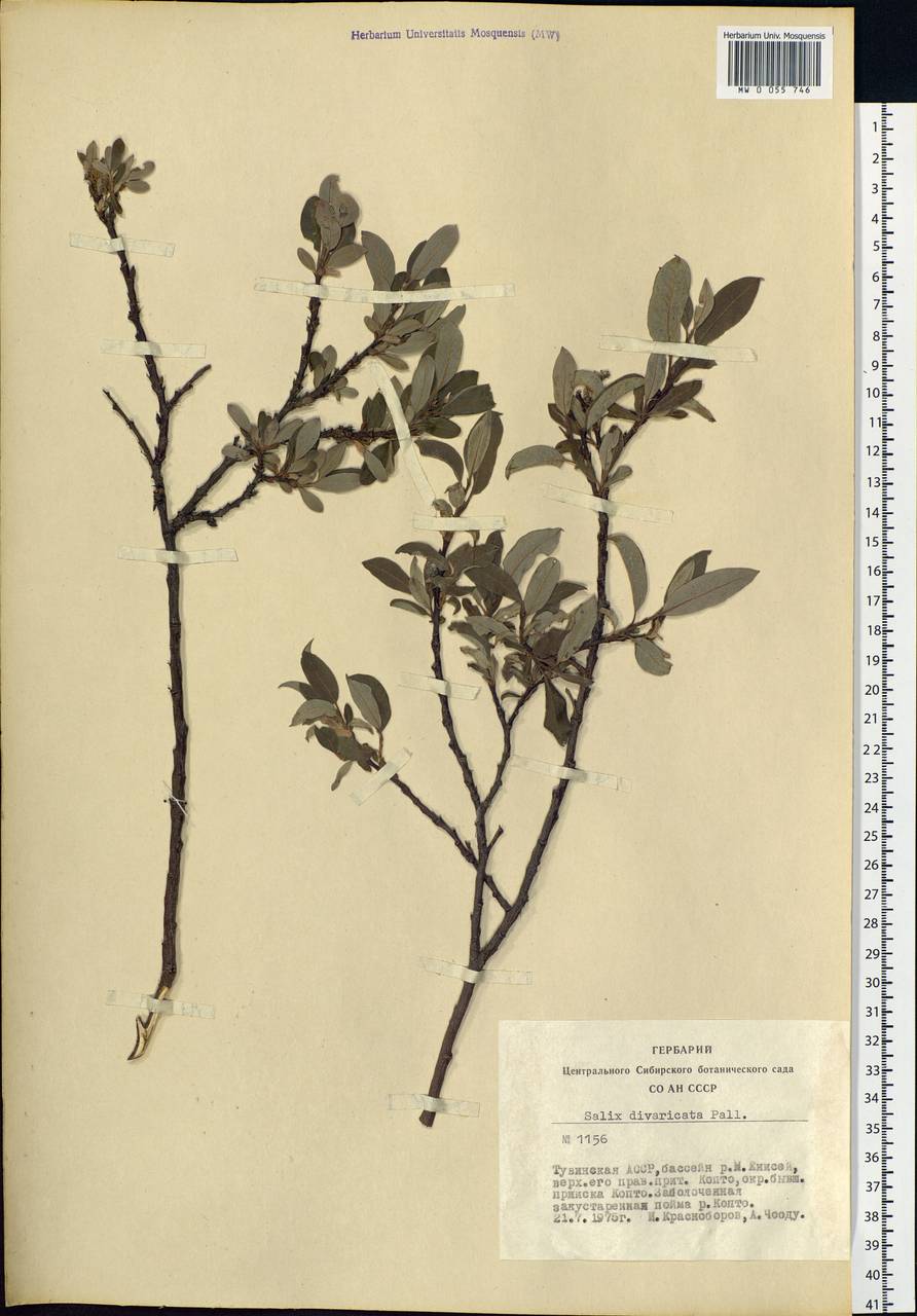 Salix divaricata Pall., Siberia, Altai & Sayany Mountains (S2) (Russia)