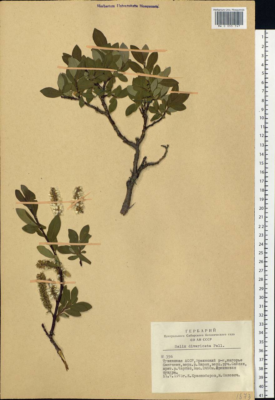 Salix divaricata Pall., Siberia, Altai & Sayany Mountains (S2) (Russia)