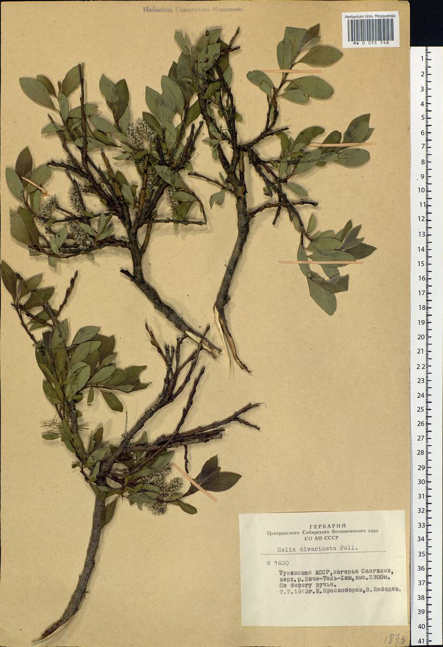 Salix divaricata Pall., Siberia, Altai & Sayany Mountains (S2) (Russia)