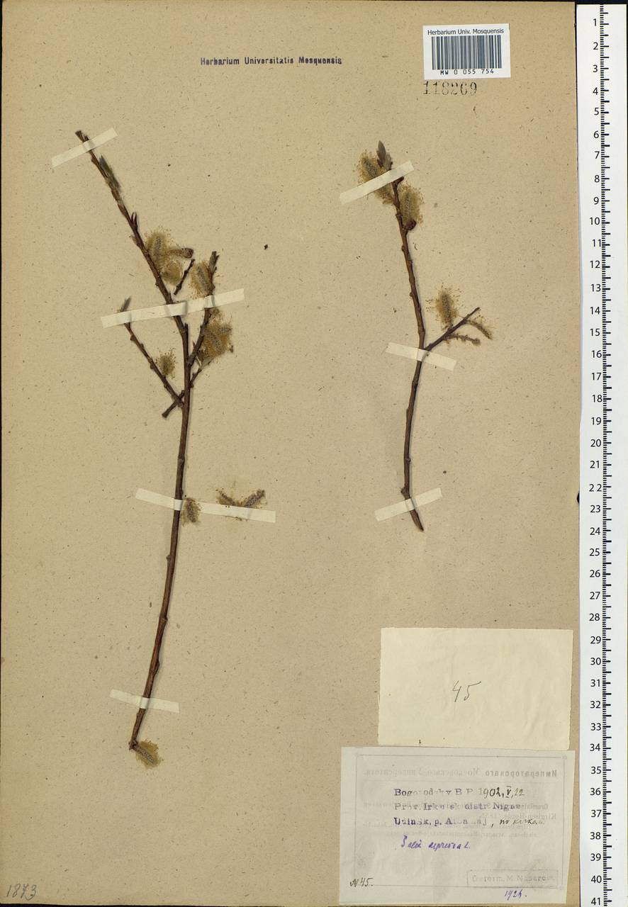 Salix lanata L., Siberia, Baikal & Transbaikal region (S4) (Russia)