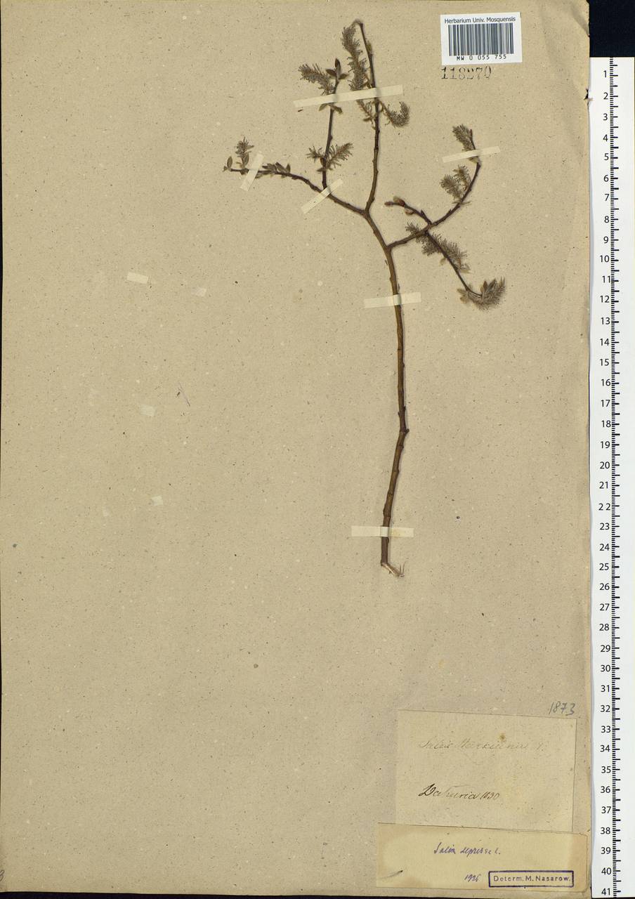 Salix lanata L., Siberia, Baikal & Transbaikal region (S4) (Russia)