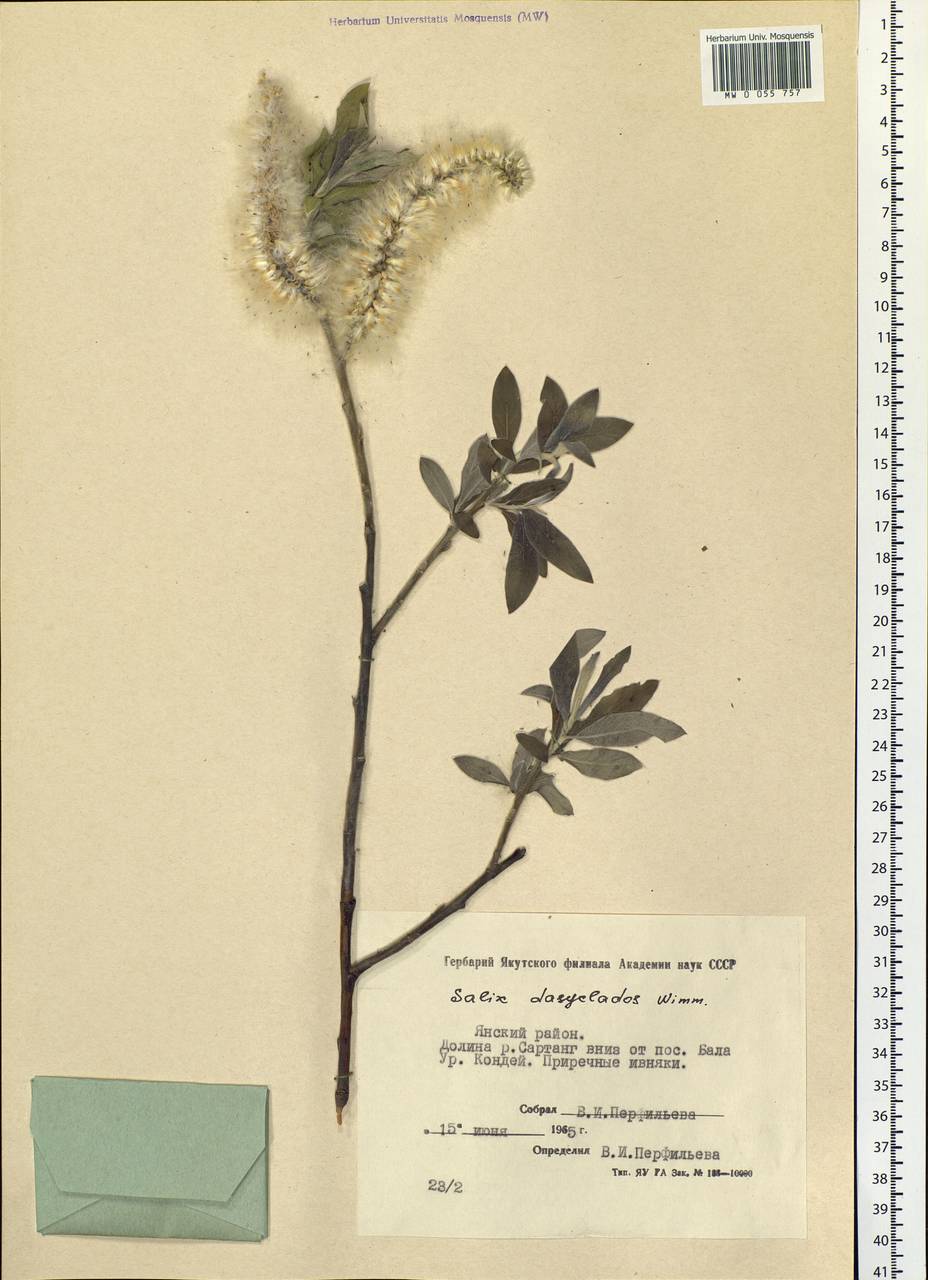 Salix gmelinii Pall., Siberia, Yakutia (S5) (Russia)