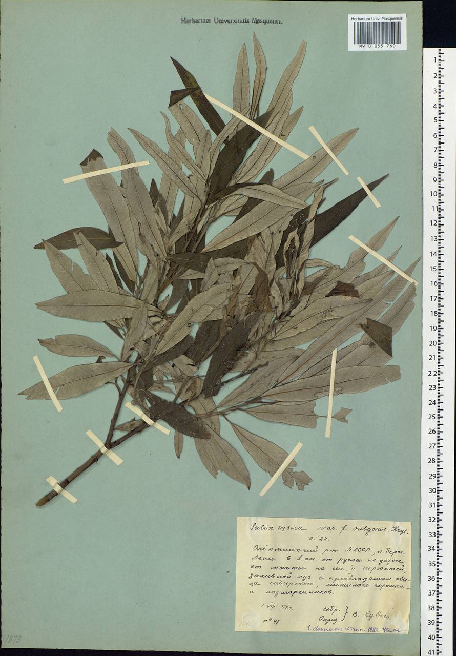 Salix gmelinii Pall., Siberia, Yakutia (S5) (Russia)