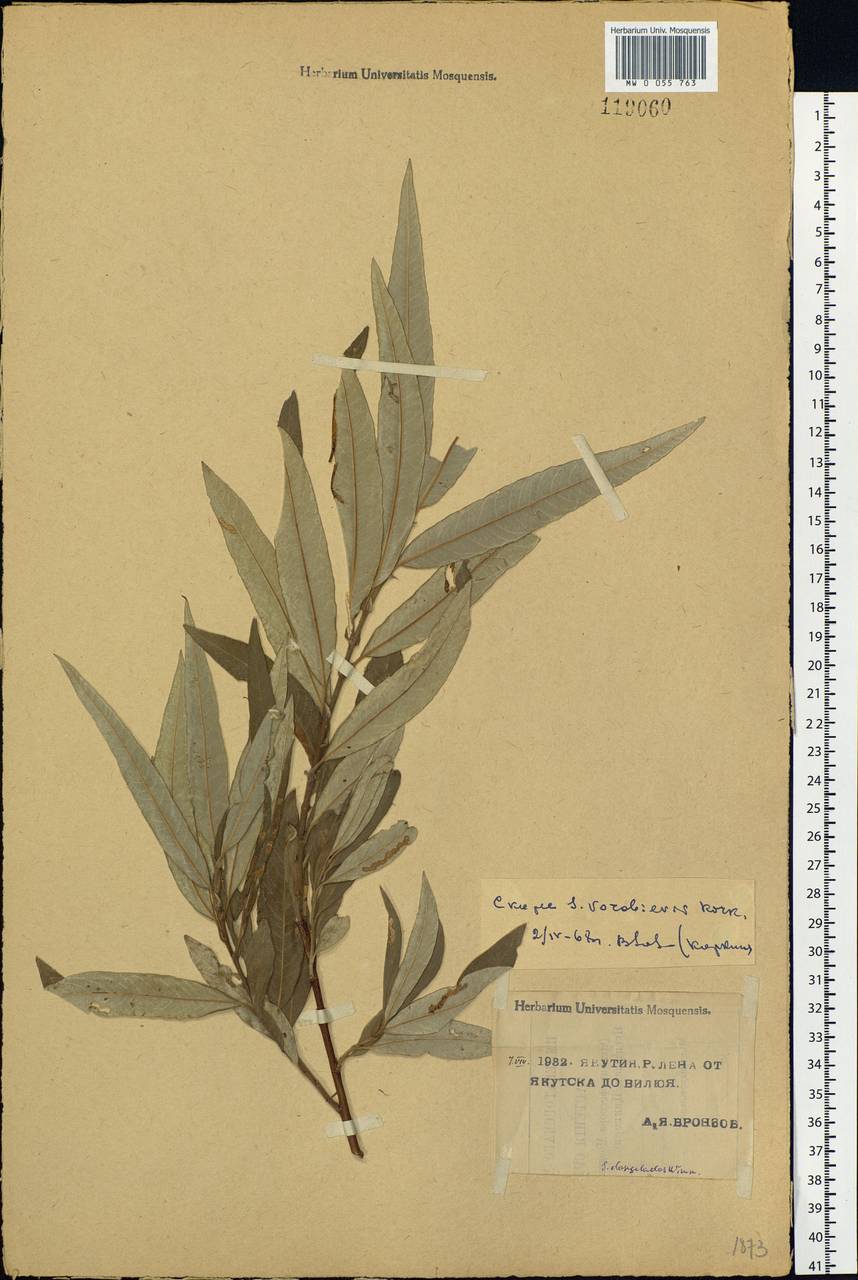 Salix gmelinii Pall., Siberia, Yakutia (S5) (Russia)