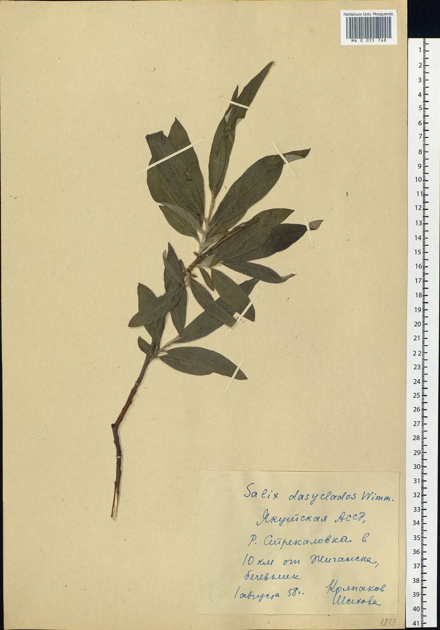 Salix gmelinii Pall., Siberia, Yakutia (S5) (Russia)