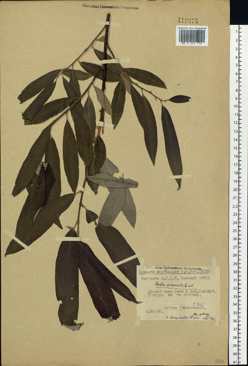 Salix gmelinii Pall., Siberia, Yakutia (S5) (Russia)