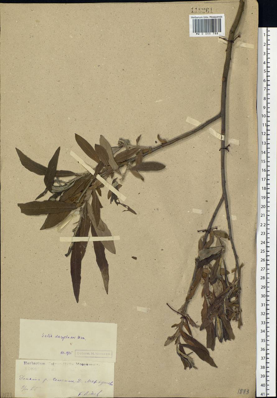 Salix gmelinii Pall., Siberia, Baikal & Transbaikal region (S4) (Russia)