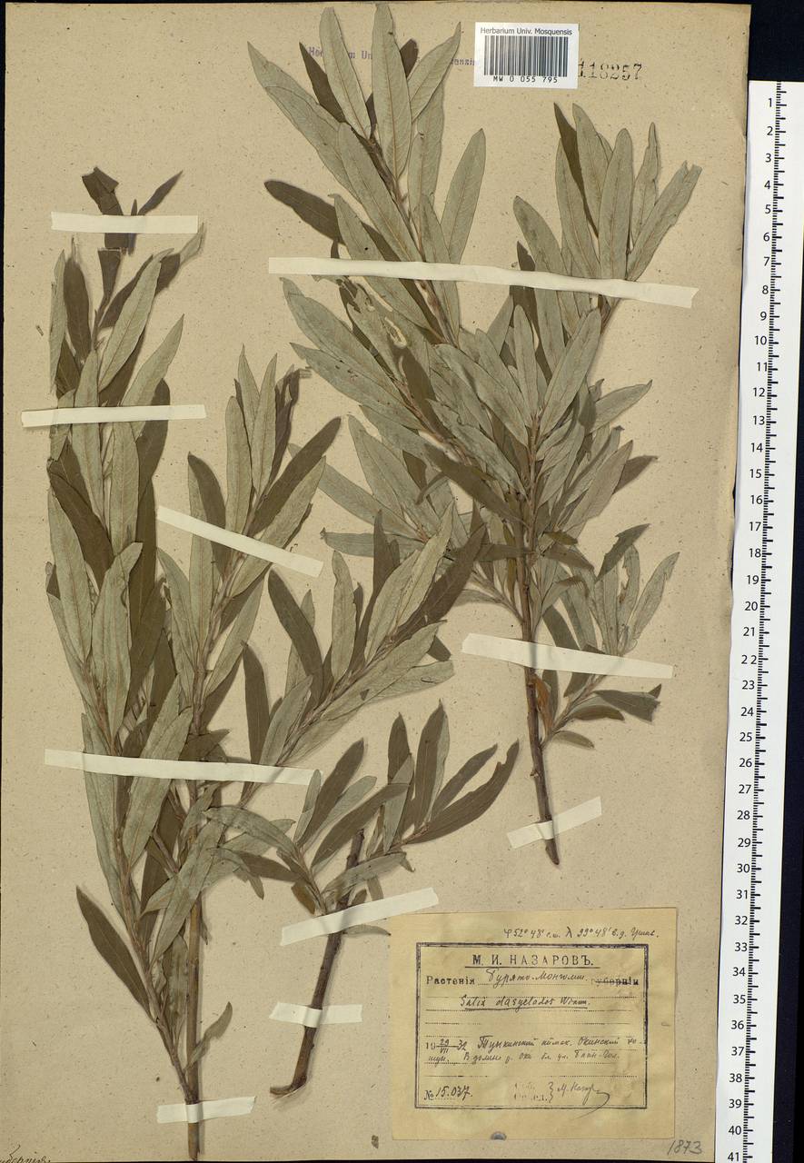 Salix gmelinii Pall., Siberia, Baikal & Transbaikal region (S4) (Russia)