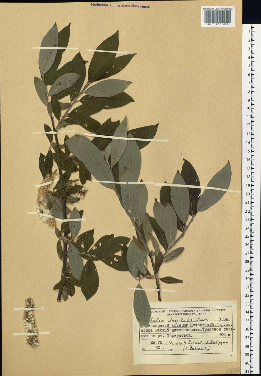 Salix gmelinii Pall., Siberia, Central Siberia (S3) (Russia)