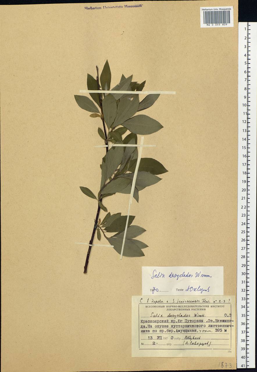 Salix gmelinii Pall., Siberia, Central Siberia (S3) (Russia)