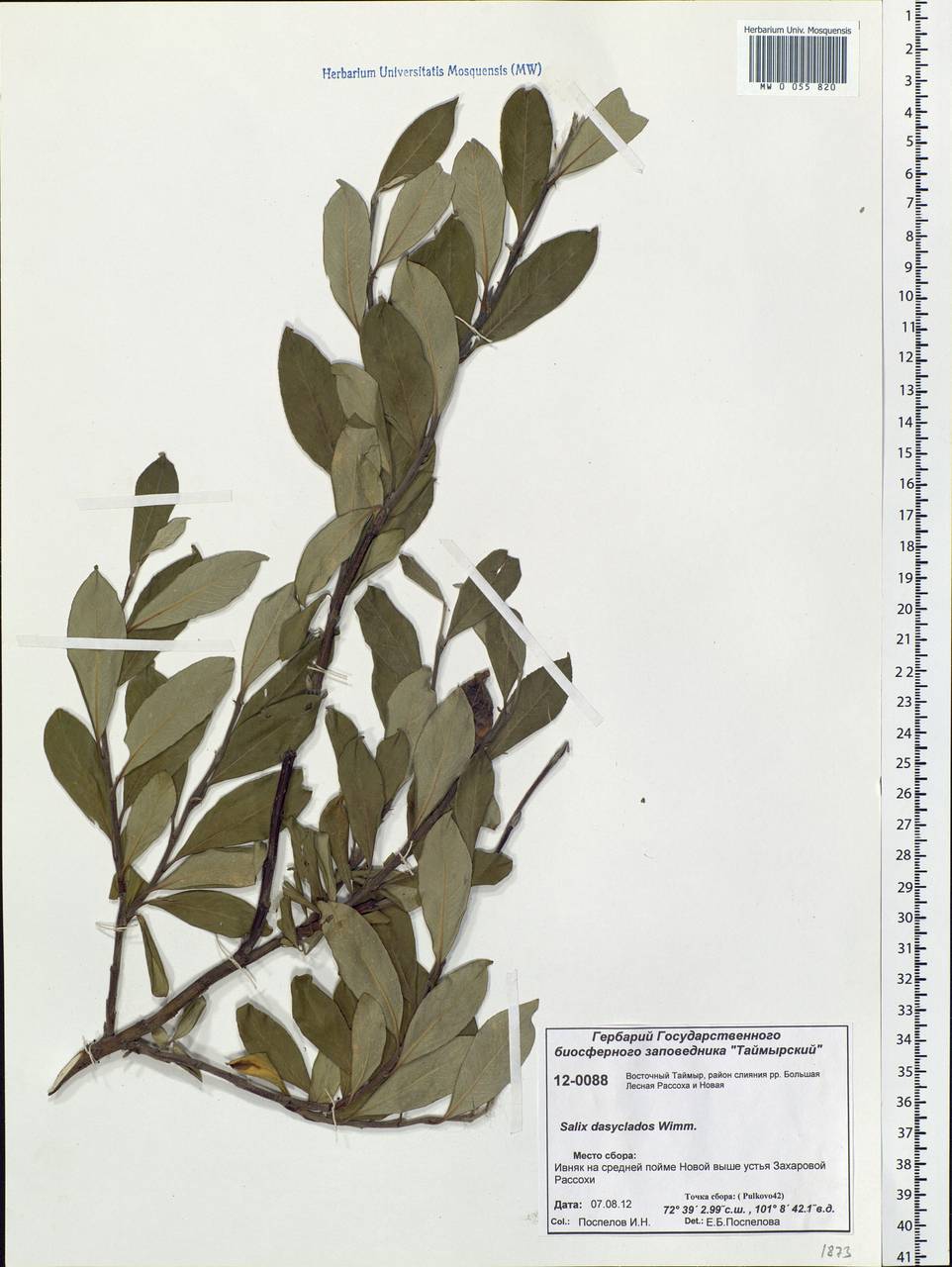 Salix gmelinii Pall., Siberia, Central Siberia (S3) (Russia)