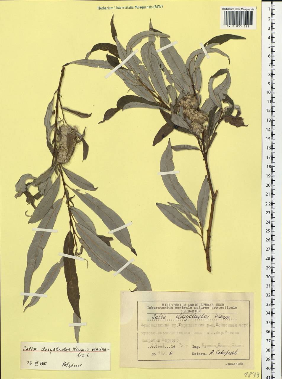 Salix gmelinii Pall., Siberia, Central Siberia (S3) (Russia)