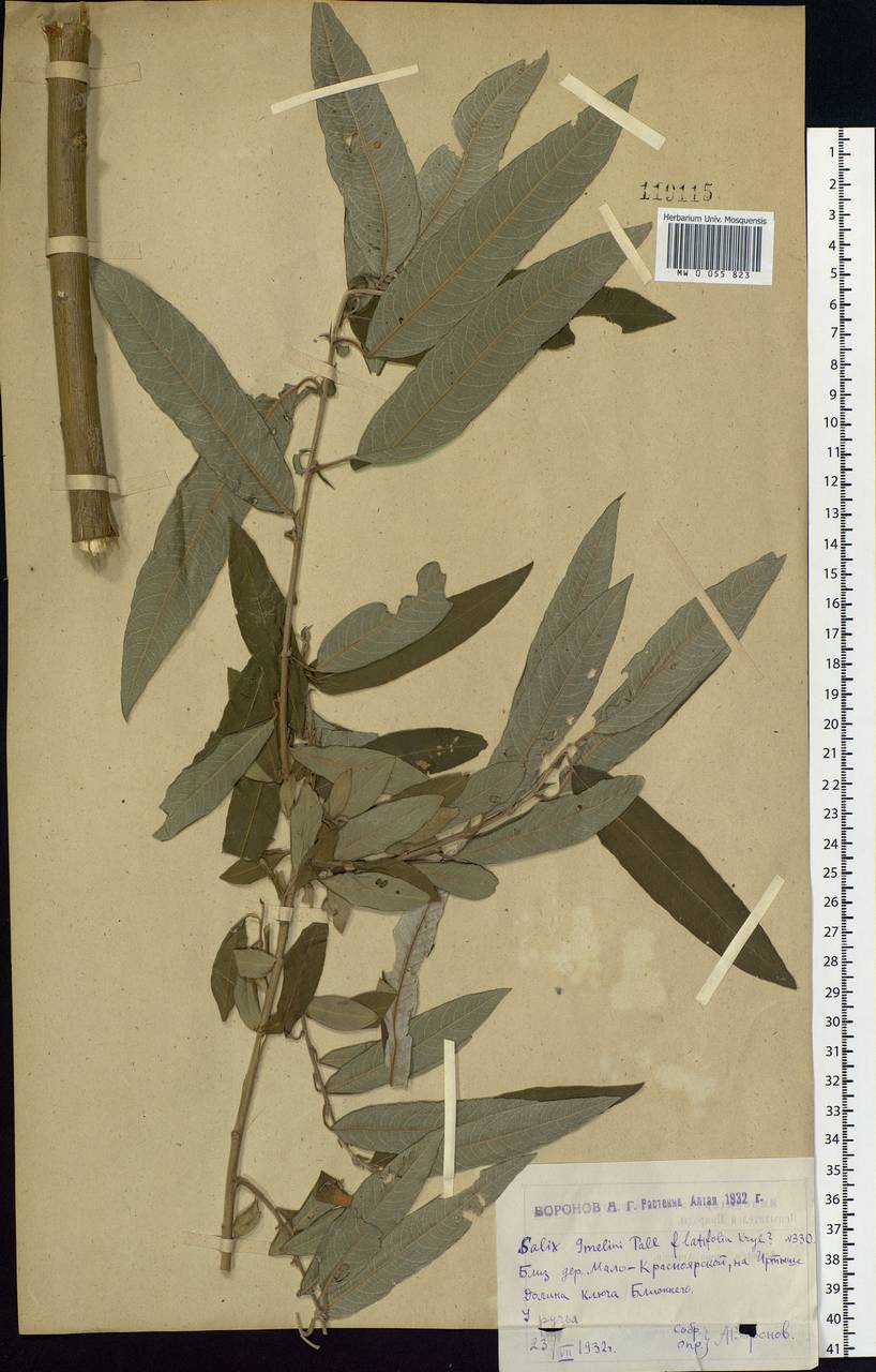 Salix gmelinii Pall., Siberia, Western (Kazakhstan) Altai Mountains (S2a) (Kazakhstan)