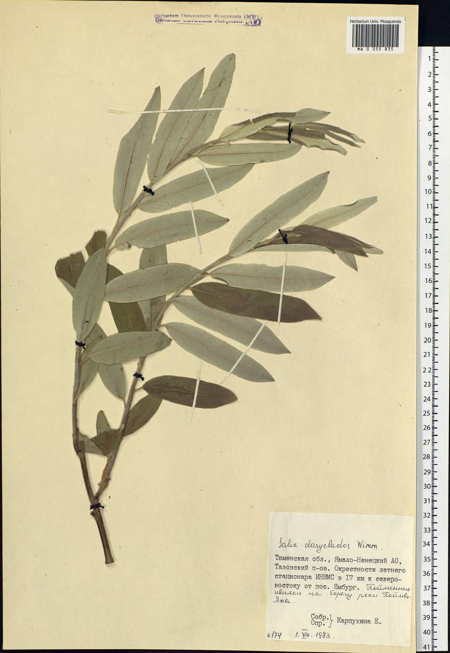 Salix gmelinii Pall., Siberia, Western Siberia (S1) (Russia)