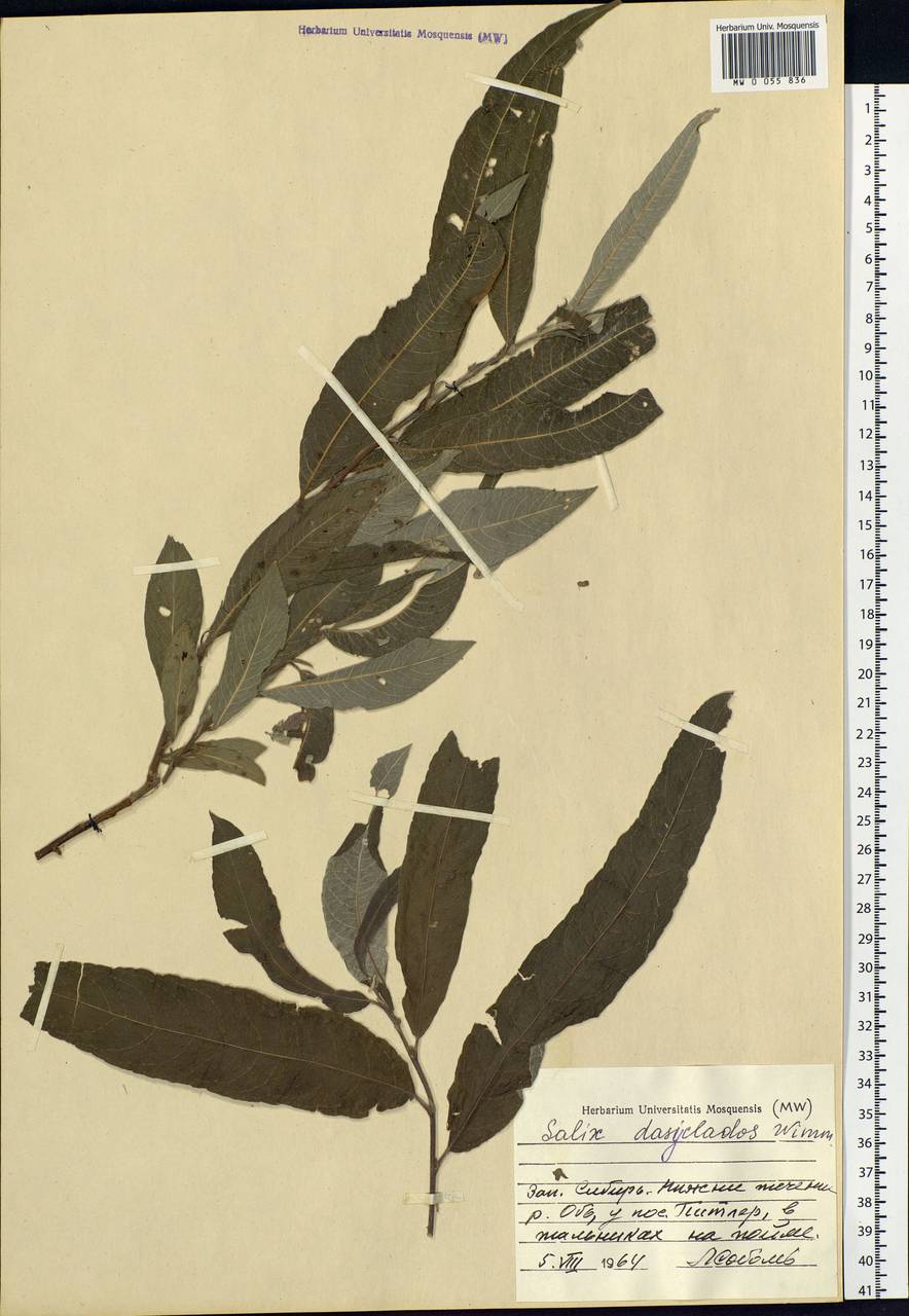 Salix gmelinii Pall., Siberia, Western Siberia (S1) (Russia)