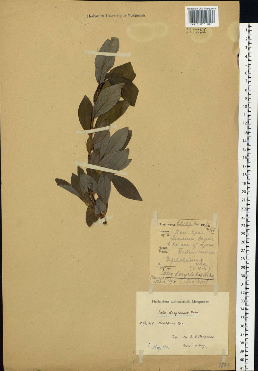 Salix gmelinii Pall., Siberia, Western Siberia (S1) (Russia)