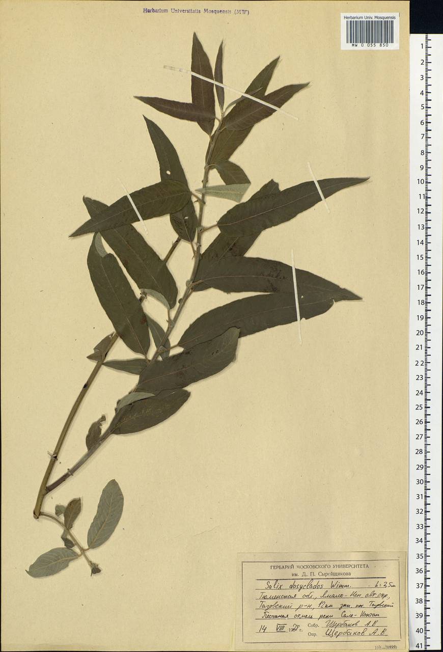 Salix gmelinii Pall., Siberia, Western Siberia (S1) (Russia)
