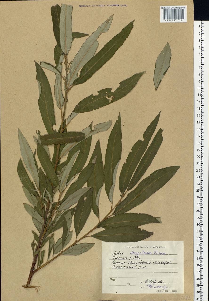 Salix gmelinii Pall., Siberia, Western Siberia (S1) (Russia)