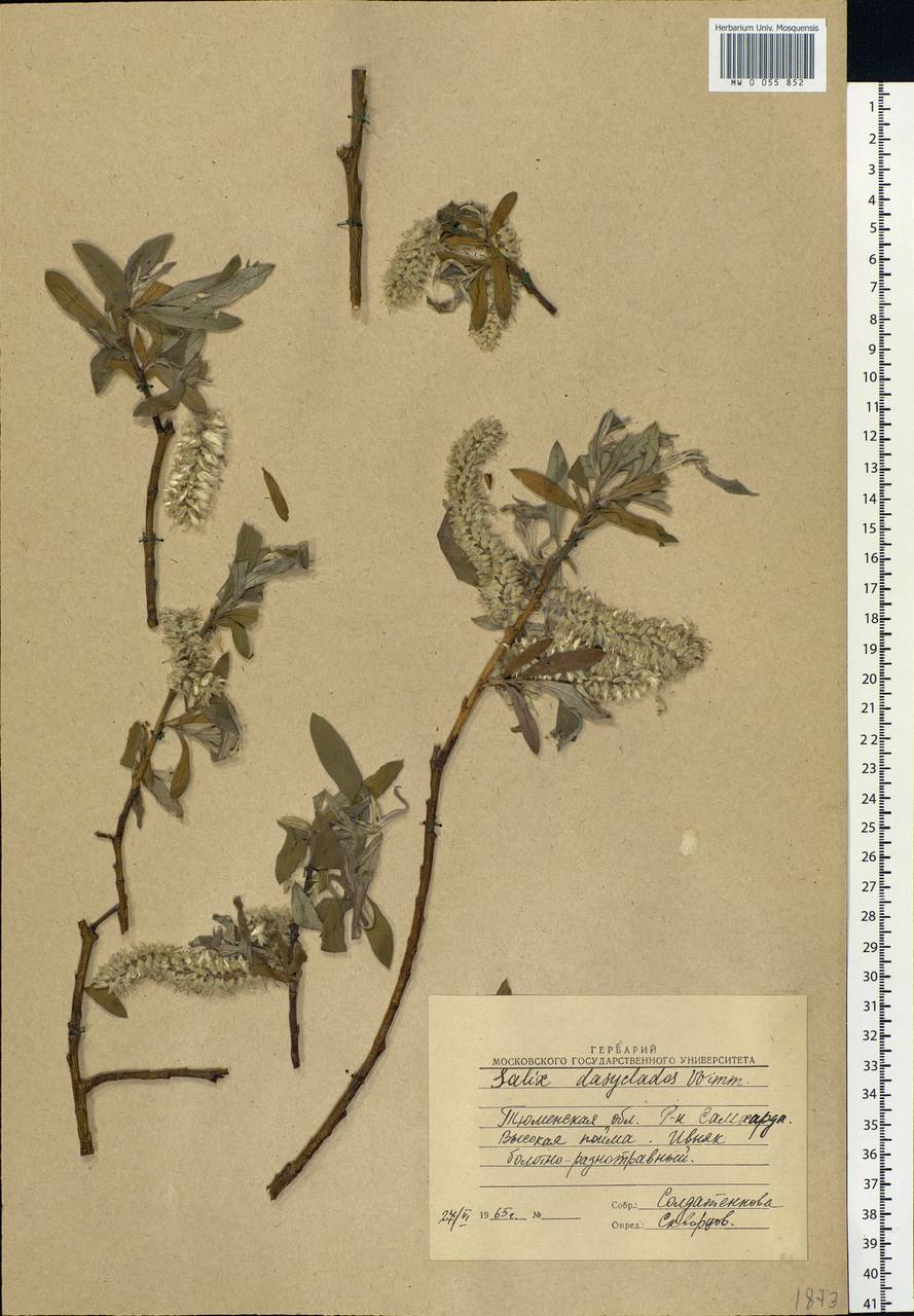 Salix gmelinii Pall., Siberia, Western Siberia (S1) (Russia)