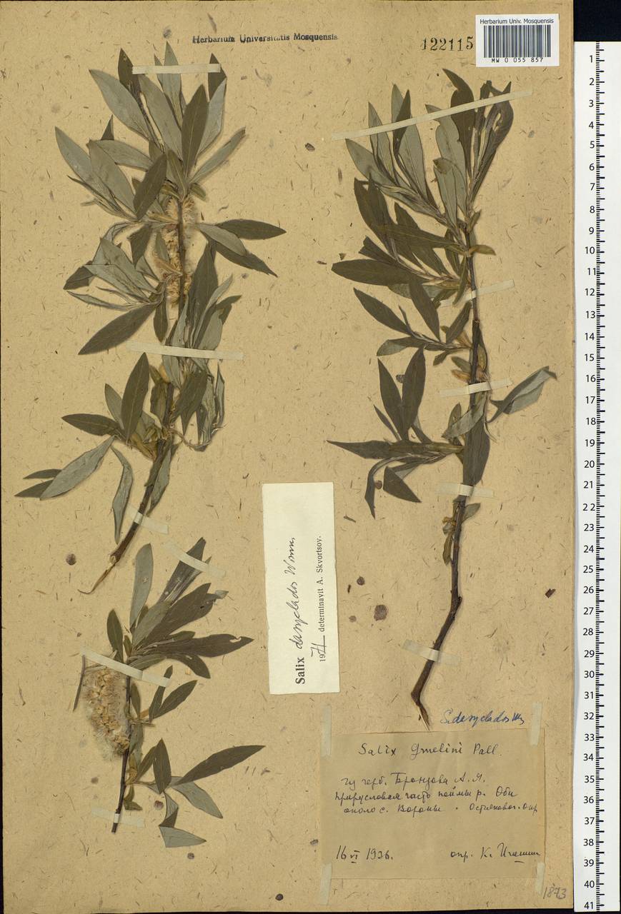 Salix gmelinii Pall., Siberia, Western Siberia (S1) (Russia)