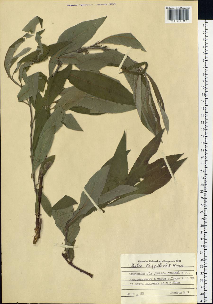 Salix gmelinii Pall., Siberia, Western Siberia (S1) (Russia)