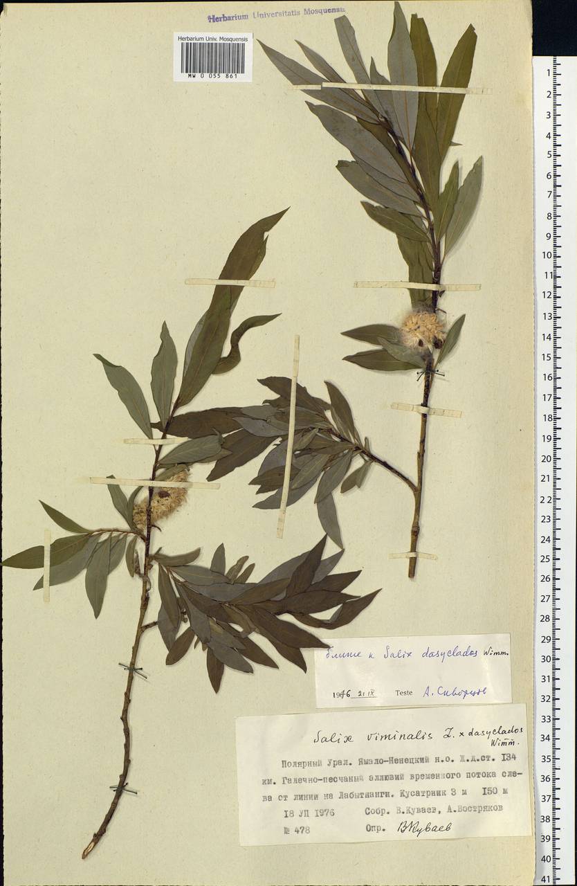 Salix gmelinii Pall., Siberia, Western Siberia (S1) (Russia)