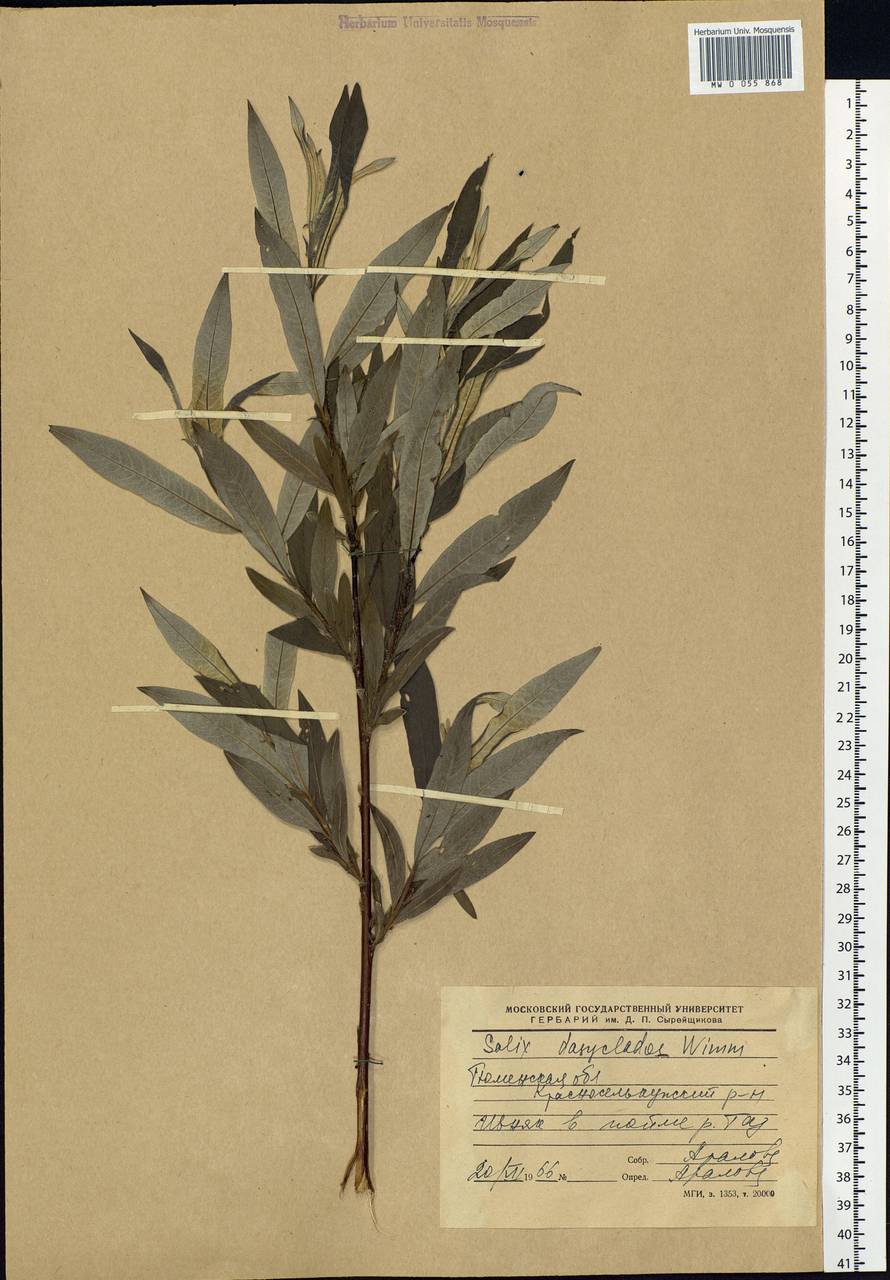 Salix gmelinii Pall., Siberia, Western Siberia (S1) (Russia)