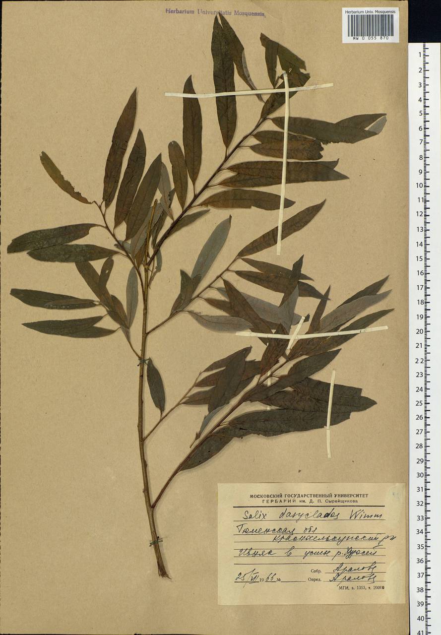 Salix gmelinii Pall., Siberia, Western Siberia (S1) (Russia)