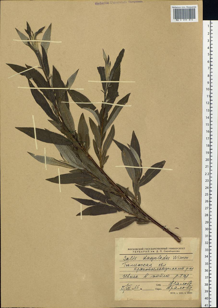 Salix gmelinii Pall., Siberia, Western Siberia (S1) (Russia)