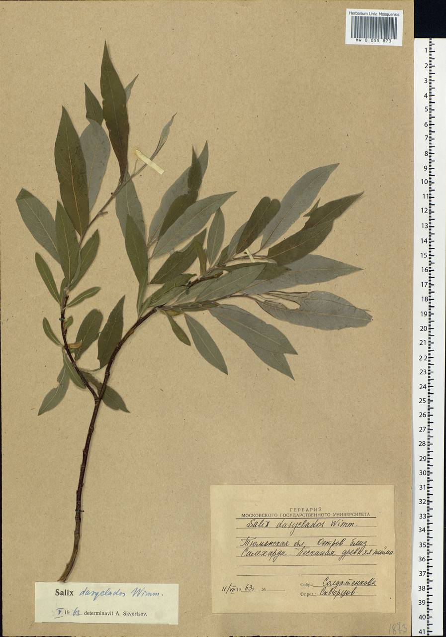 Salix gmelinii Pall., Siberia, Western Siberia (S1) (Russia)