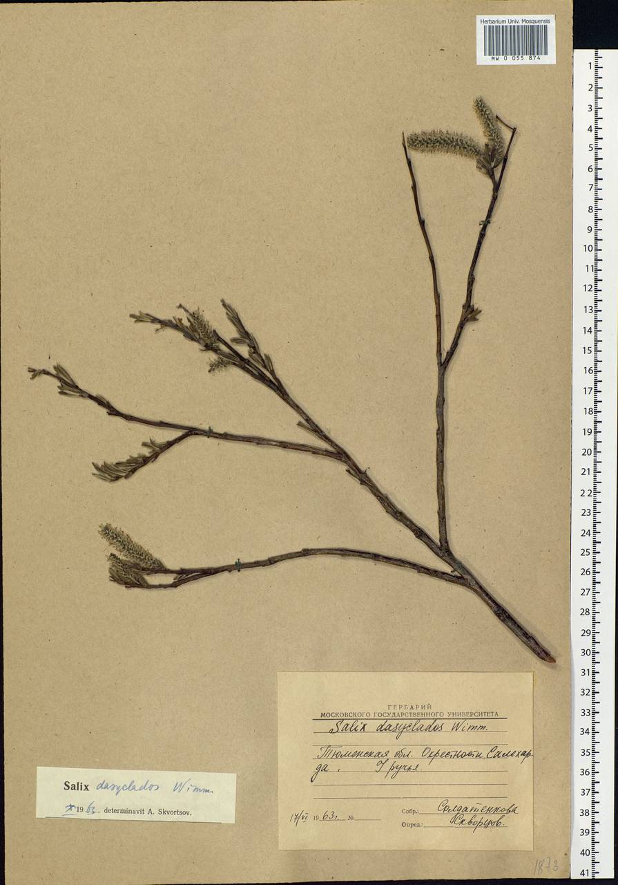 Salix gmelinii Pall., Siberia, Western Siberia (S1) (Russia)