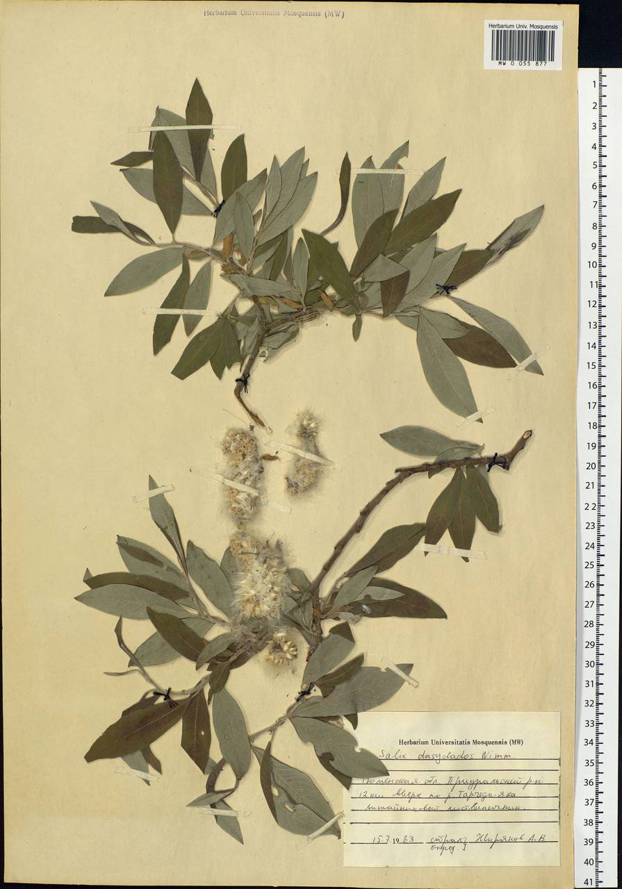 Salix gmelinii Pall., Siberia, Western Siberia (S1) (Russia)