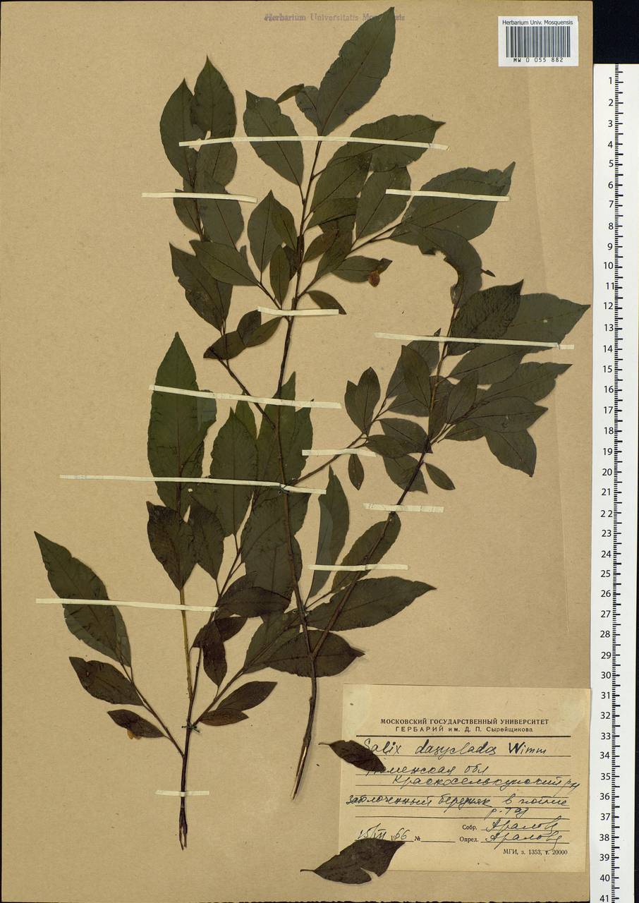 Salix gmelinii Pall., Siberia, Western Siberia (S1) (Russia)