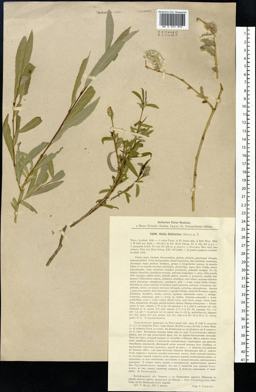 Salix miyabeana Seemen, Siberia, Baikal & Transbaikal region (S4) (Russia)