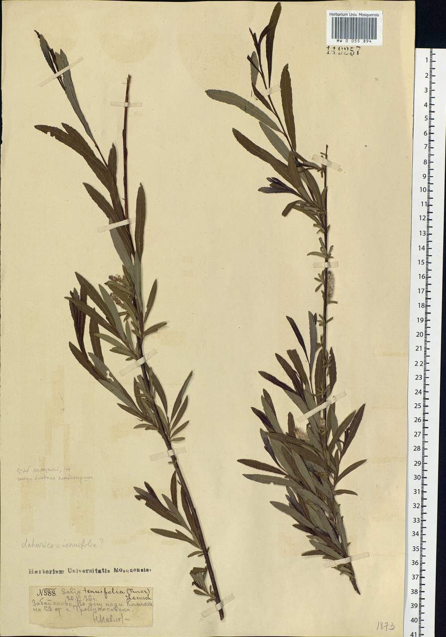 Salix miyabeana Seemen, Siberia, Baikal & Transbaikal region (S4) (Russia)