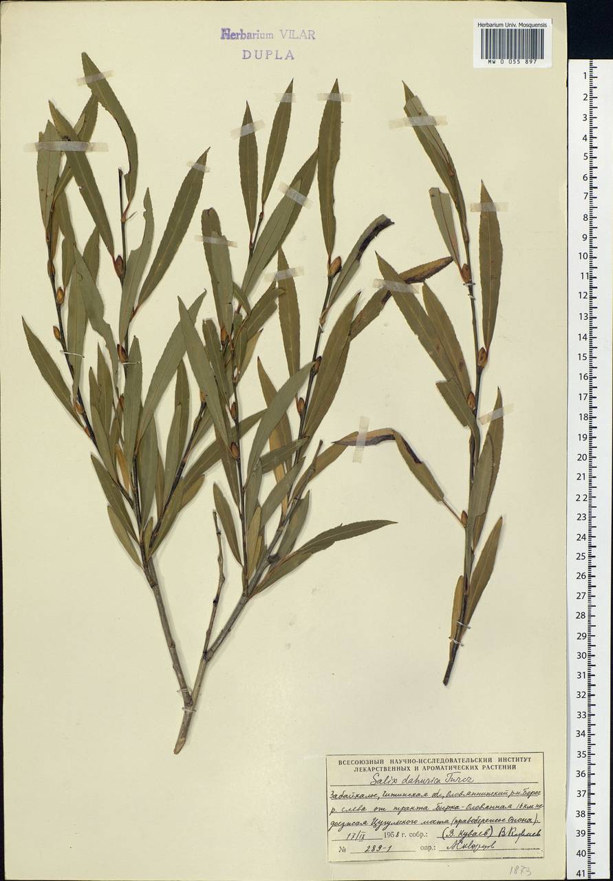 Salix miyabeana Seemen, Siberia, Baikal & Transbaikal region (S4) (Russia)