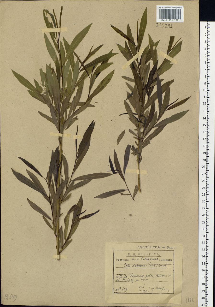 Salix miyabeana Seemen, Siberia, Baikal & Transbaikal region (S4) (Russia)