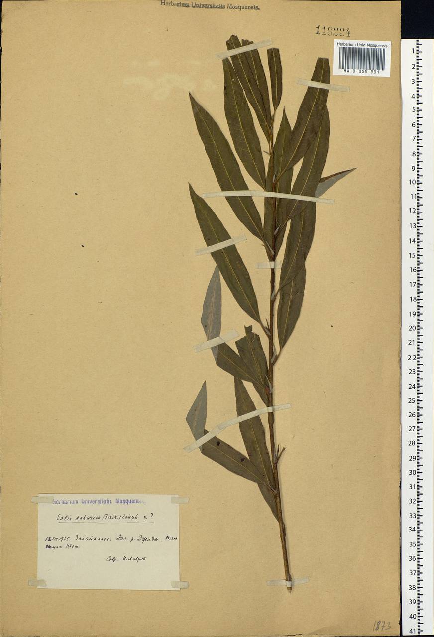 Salix miyabeana Seemen, Siberia, Baikal & Transbaikal region (S4) (Russia)