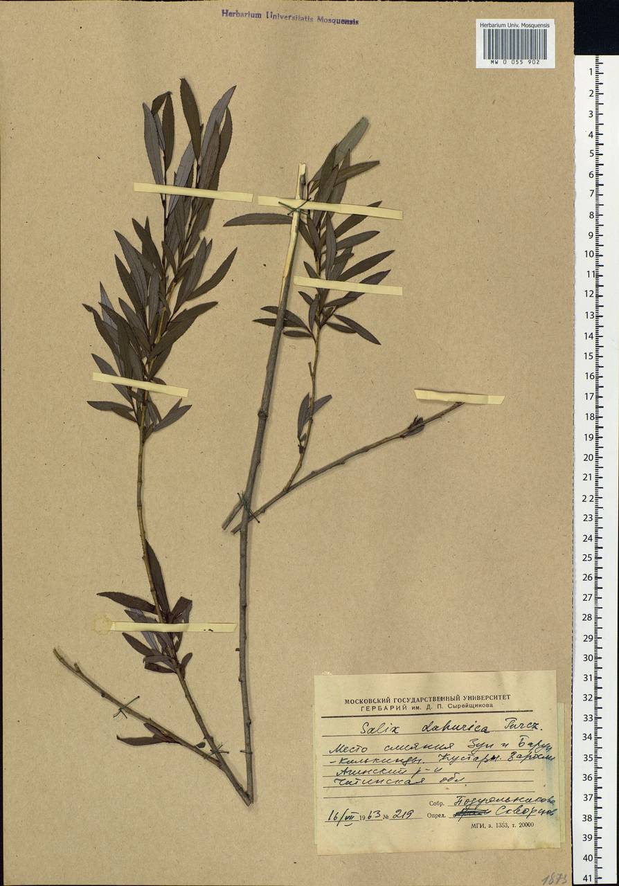 Salix miyabeana Seemen, Siberia, Baikal & Transbaikal region (S4) (Russia)